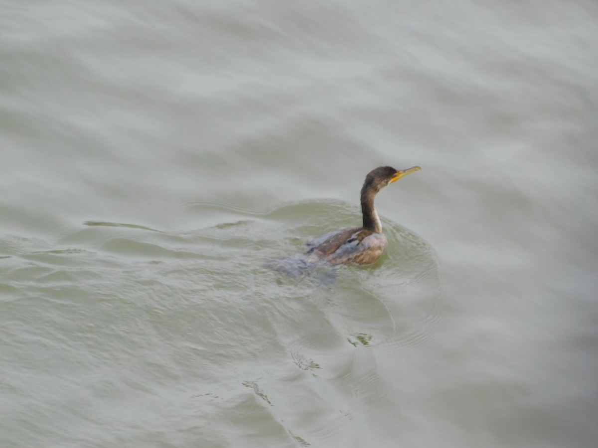 Double-crested Cormorant - ML646434953