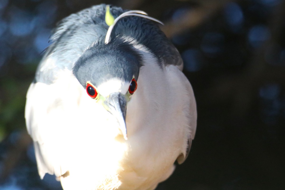 夜鷺 - ML646434954