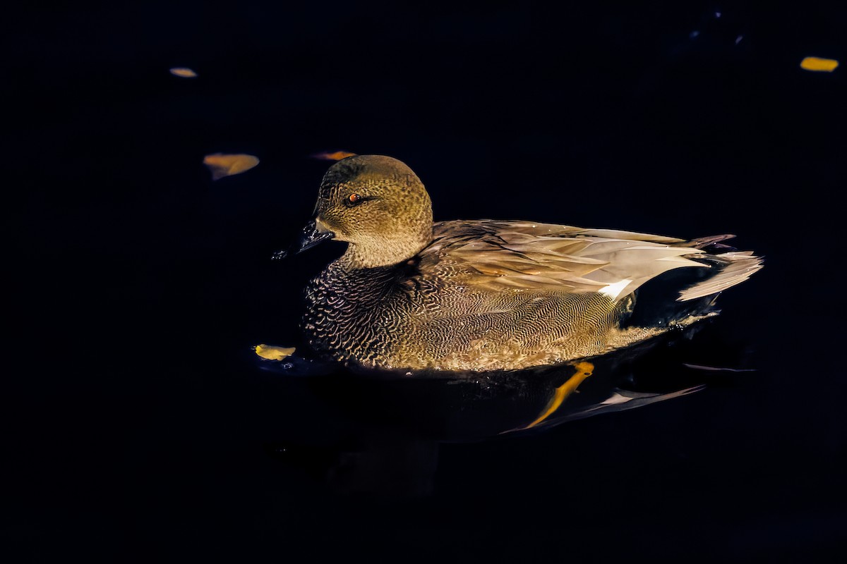 赤膀鴨 - ML646434955