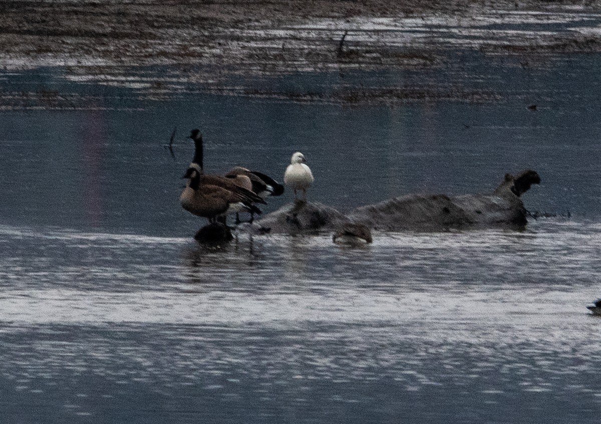 ヒメハクガン - ML646434956