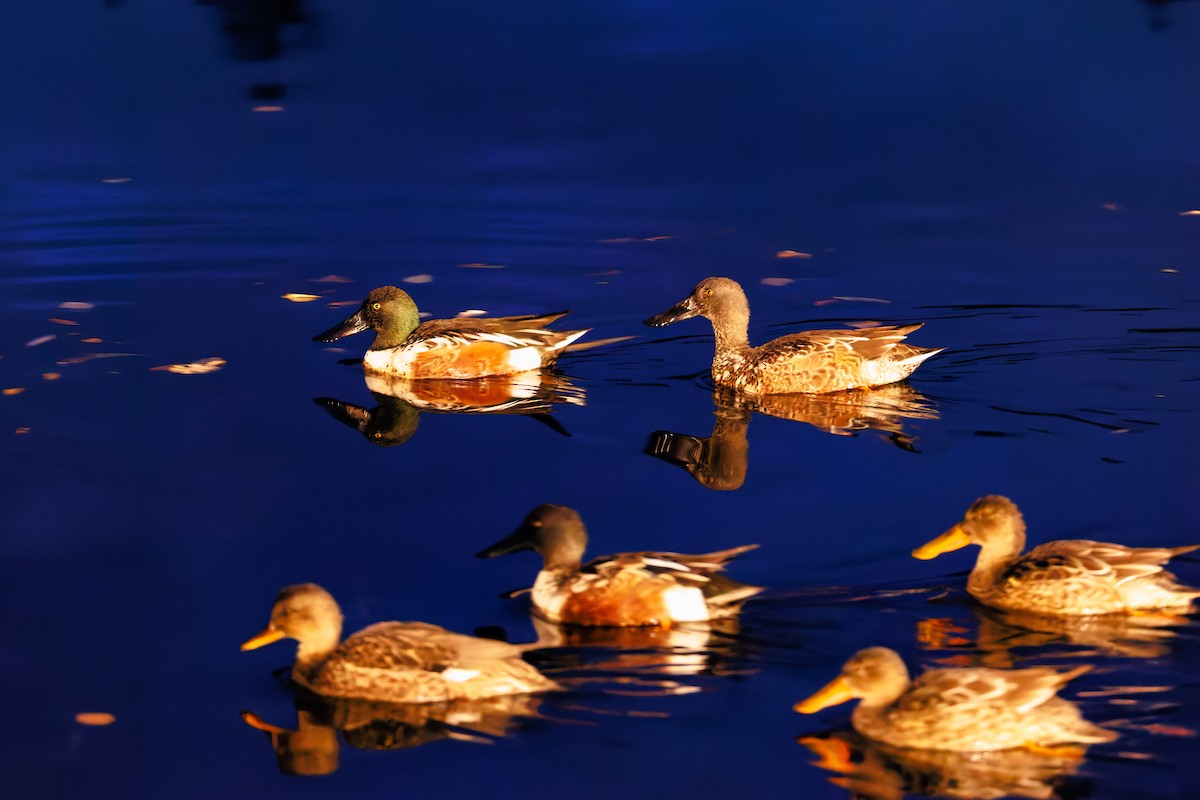 琵嘴鴨 - ML646434957