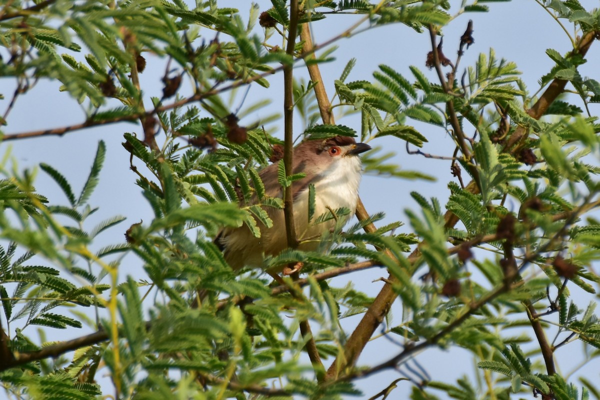 Yellow-eyed Babbler - ML646434958