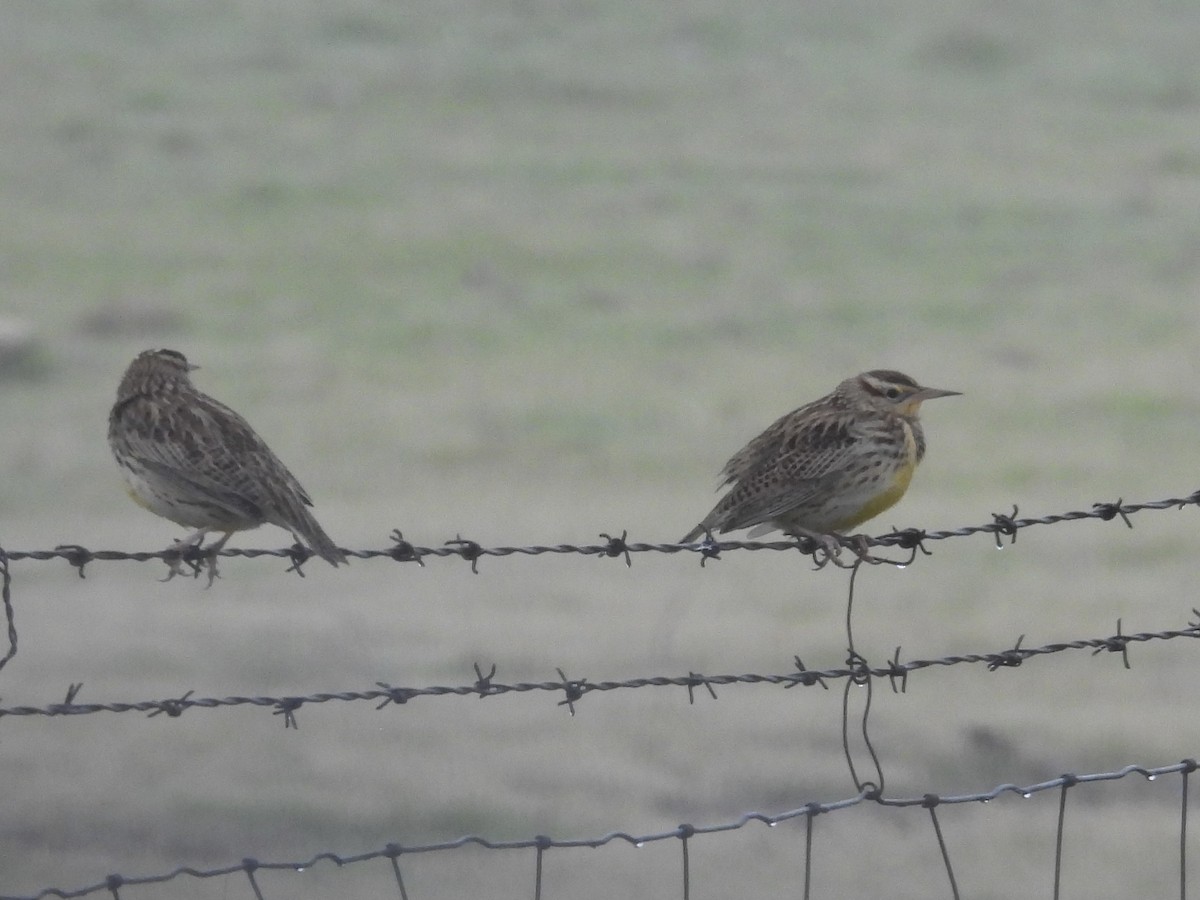 Western Meadowlark - ML646434959