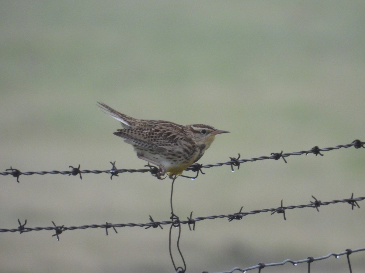 Western Meadowlark - ML646434960