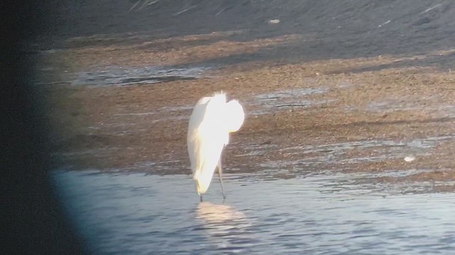 大白鷺 - ML646434961