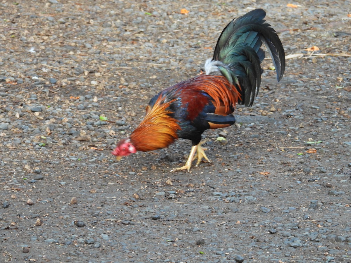 家雞(馴化) - ML646434962