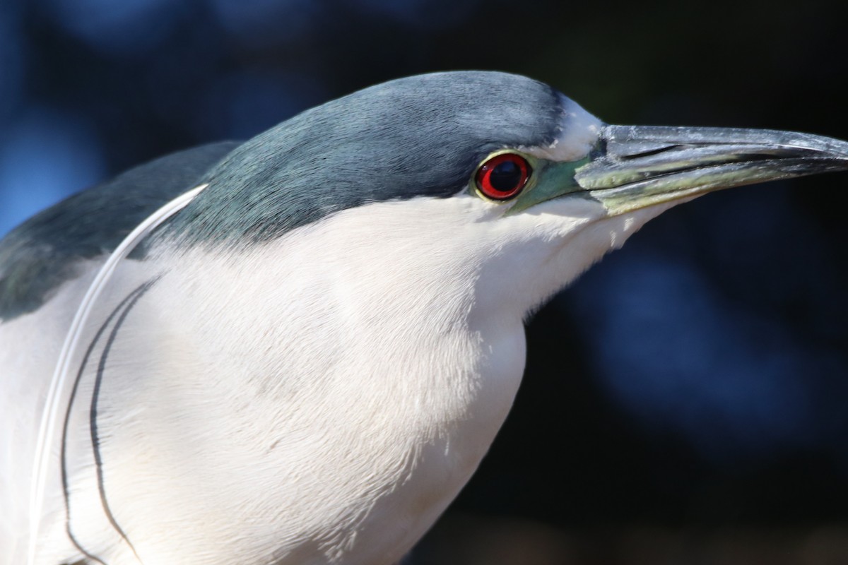 夜鷺 - ML646434963