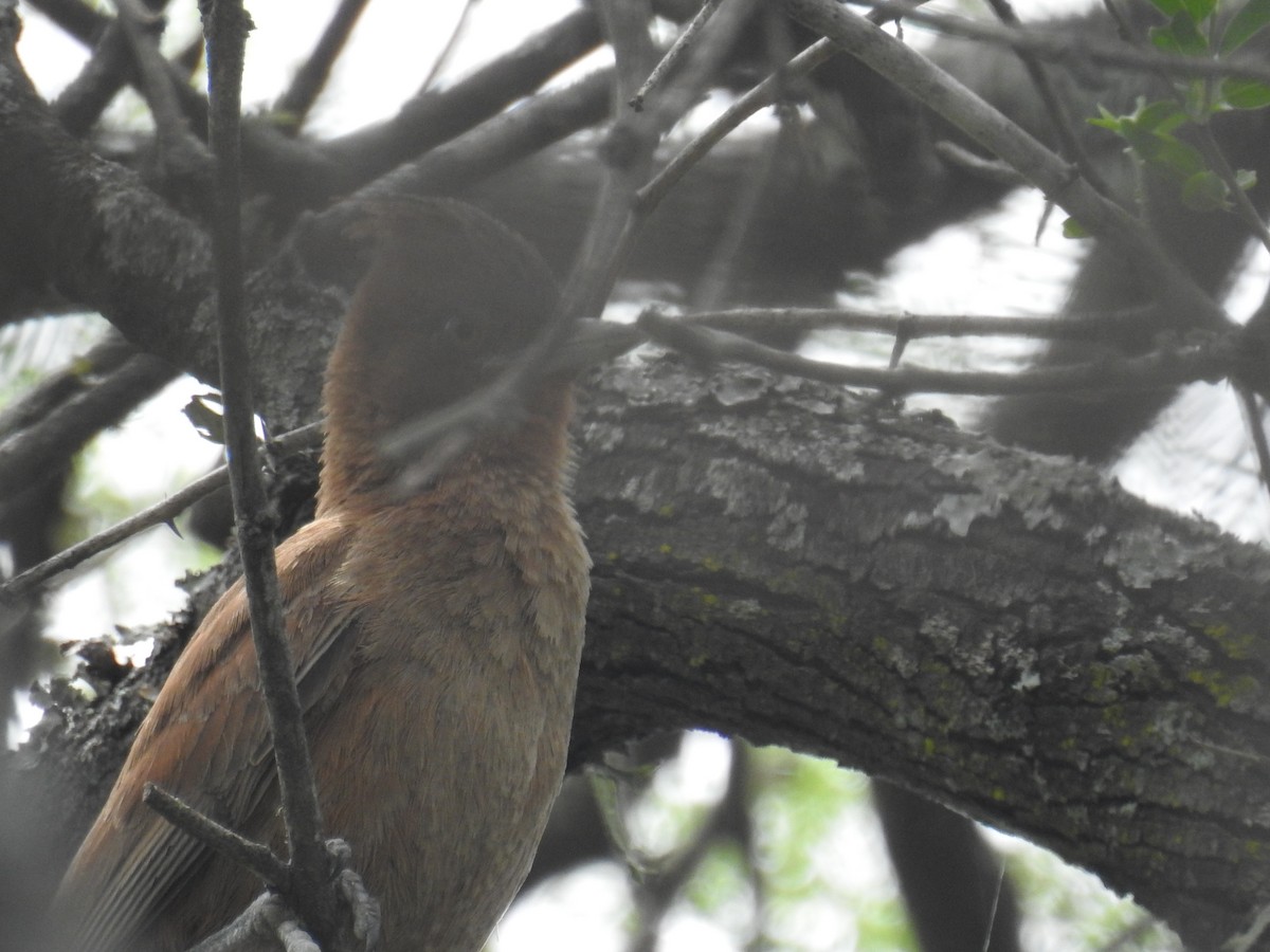 Brown Cacholote - ML646434964
