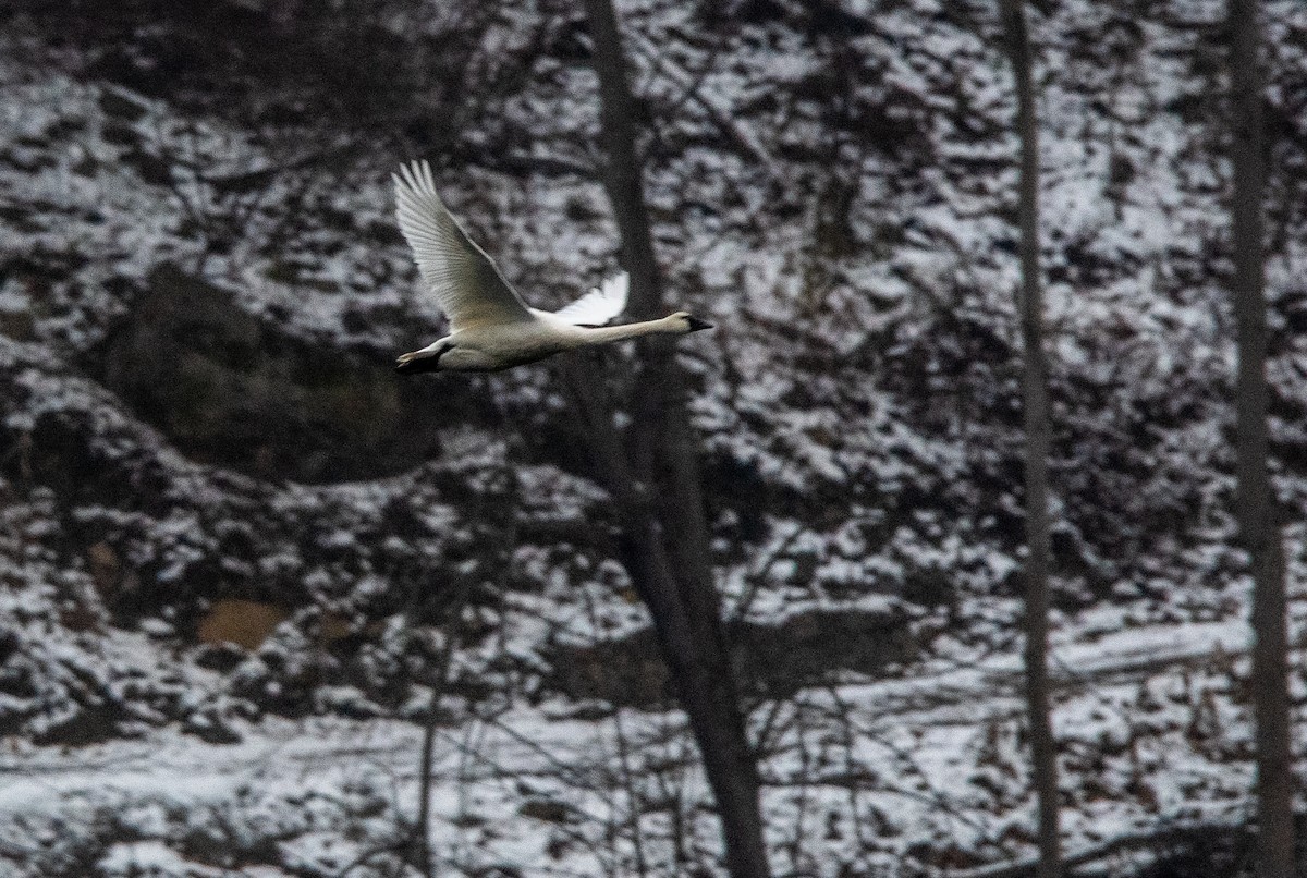 小天鵝 - ML646434965