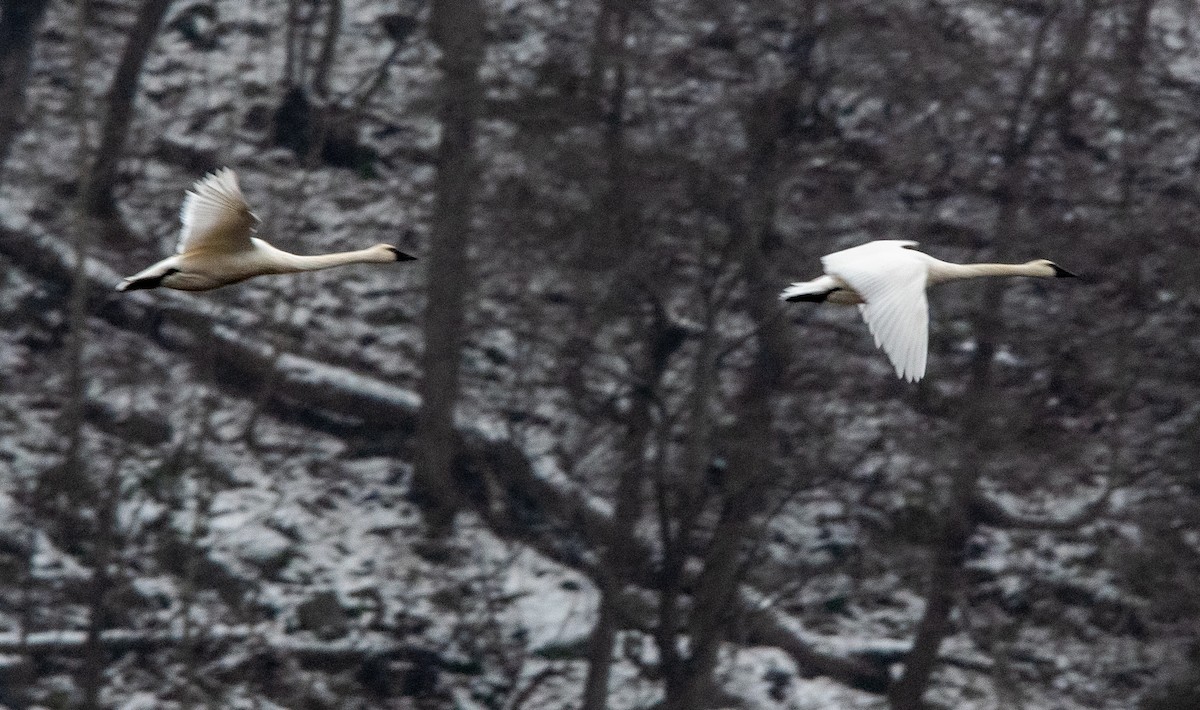 小天鵝 - ML646434966