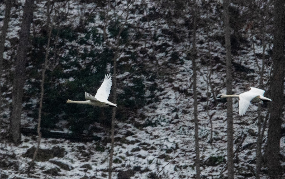 小天鵝 - ML646434967