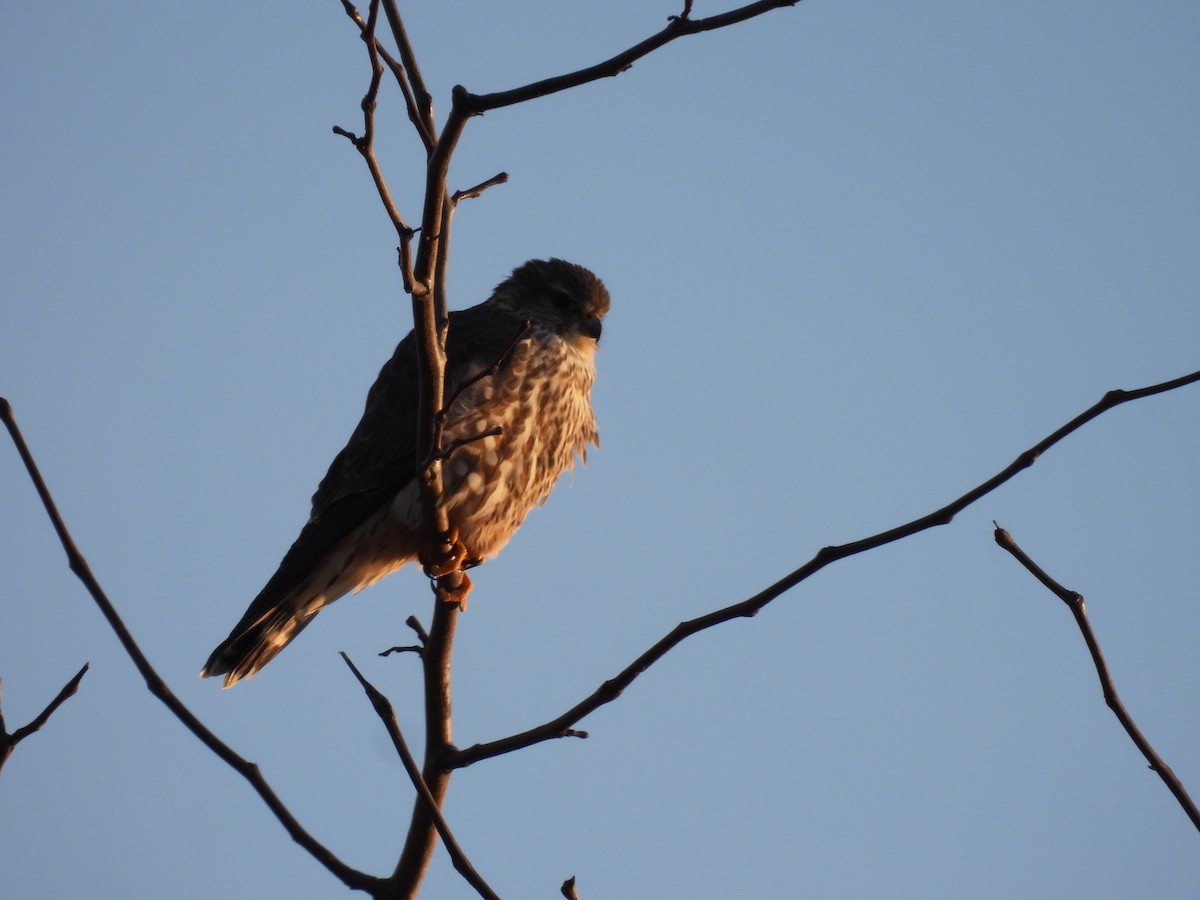 灰背隼 - ML646434968