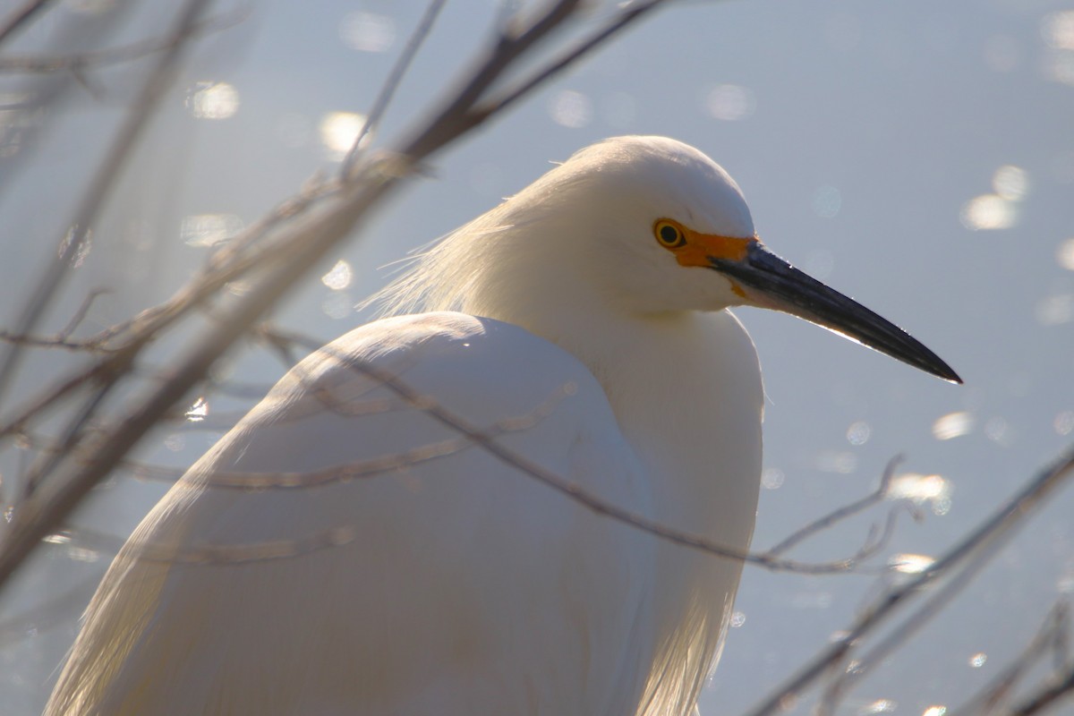Snowy Egret - ML646434969
