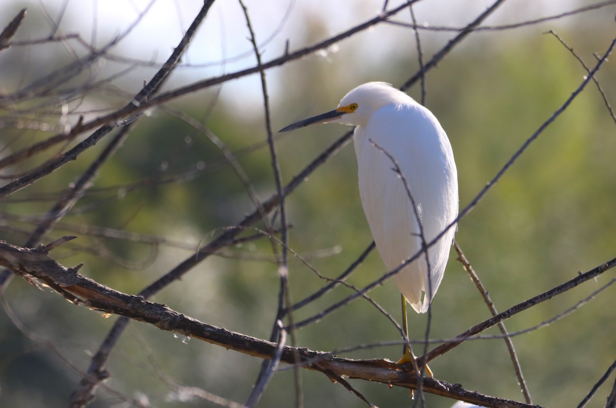 Snowy Egret - ML646434970