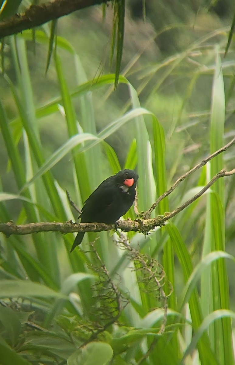 Slate-colored Grosbeak - ML646434971