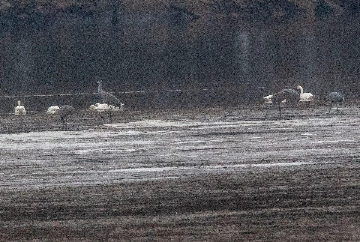 カナダヅル - ML646434972