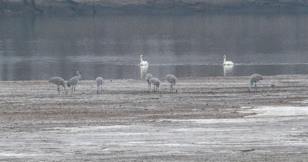 カナダヅル - ML646434973