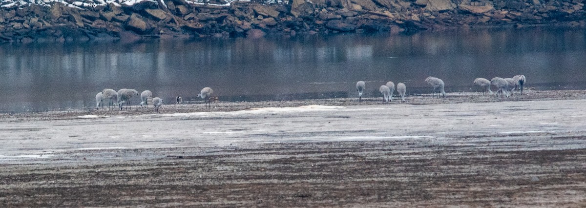 カナダヅル - ML646434974