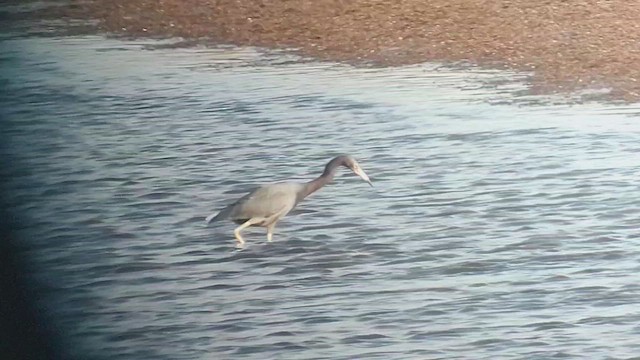 Little Blue Heron - ML646434975