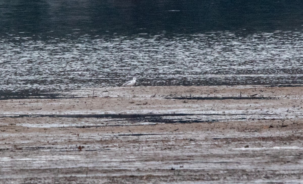 Bonaparte's Gull - ML646434976