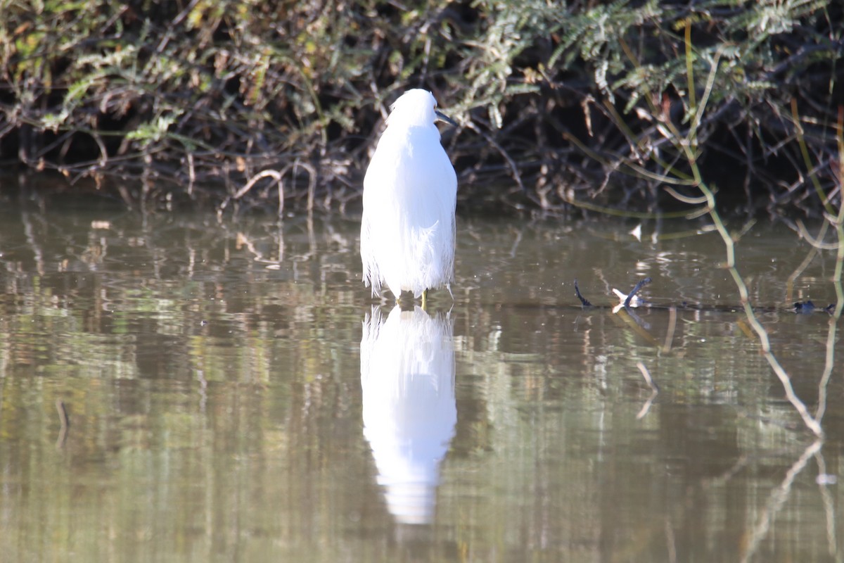 Snowy Egret - ML646434977