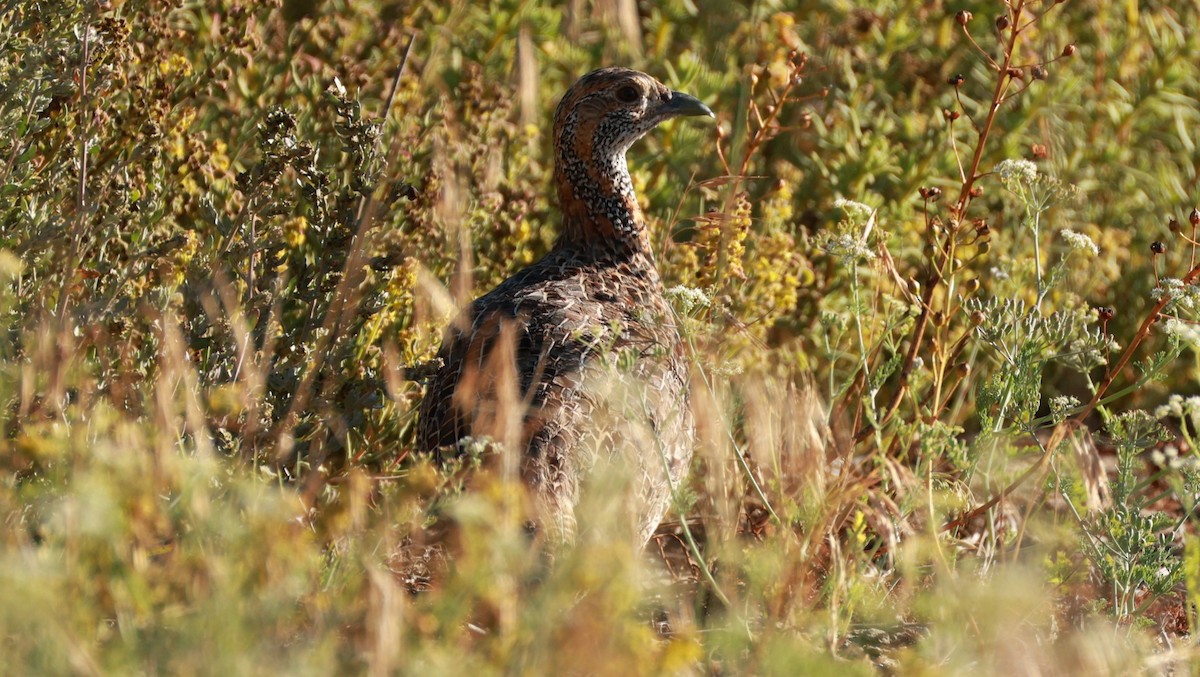 Gray-winged Francolin - ML646434978