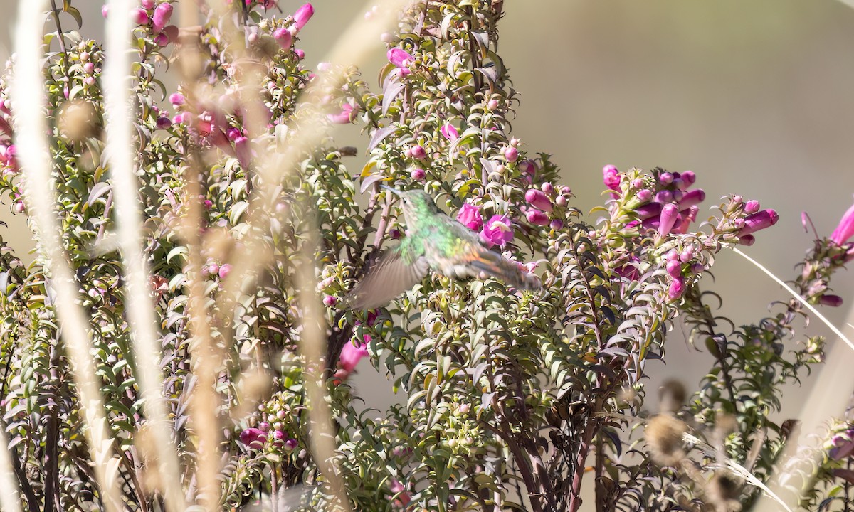 Red-tailed Comet - ML646434979