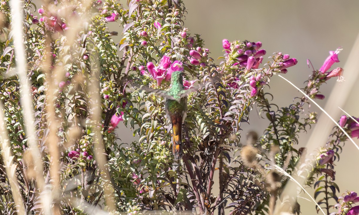 Red-tailed Comet - ML646434980