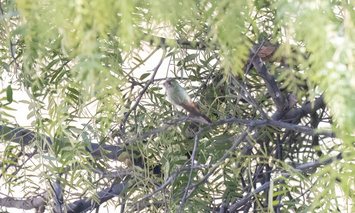 Red-tailed Comet - ML646434981