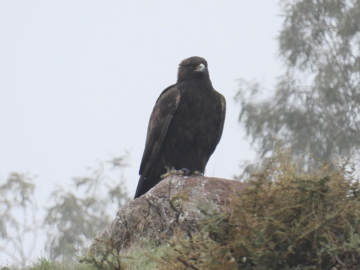 金鵰 - ML646434983