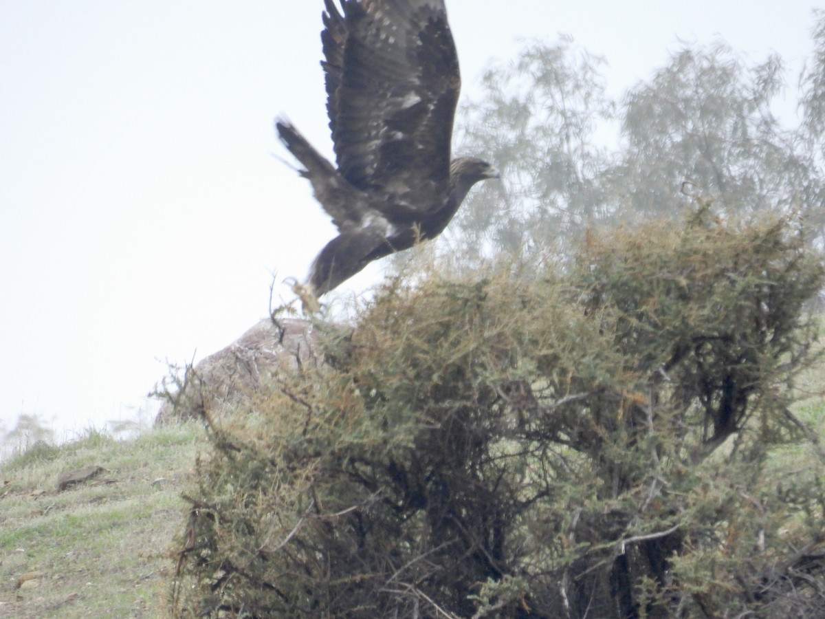 金鵰 - ML646434984