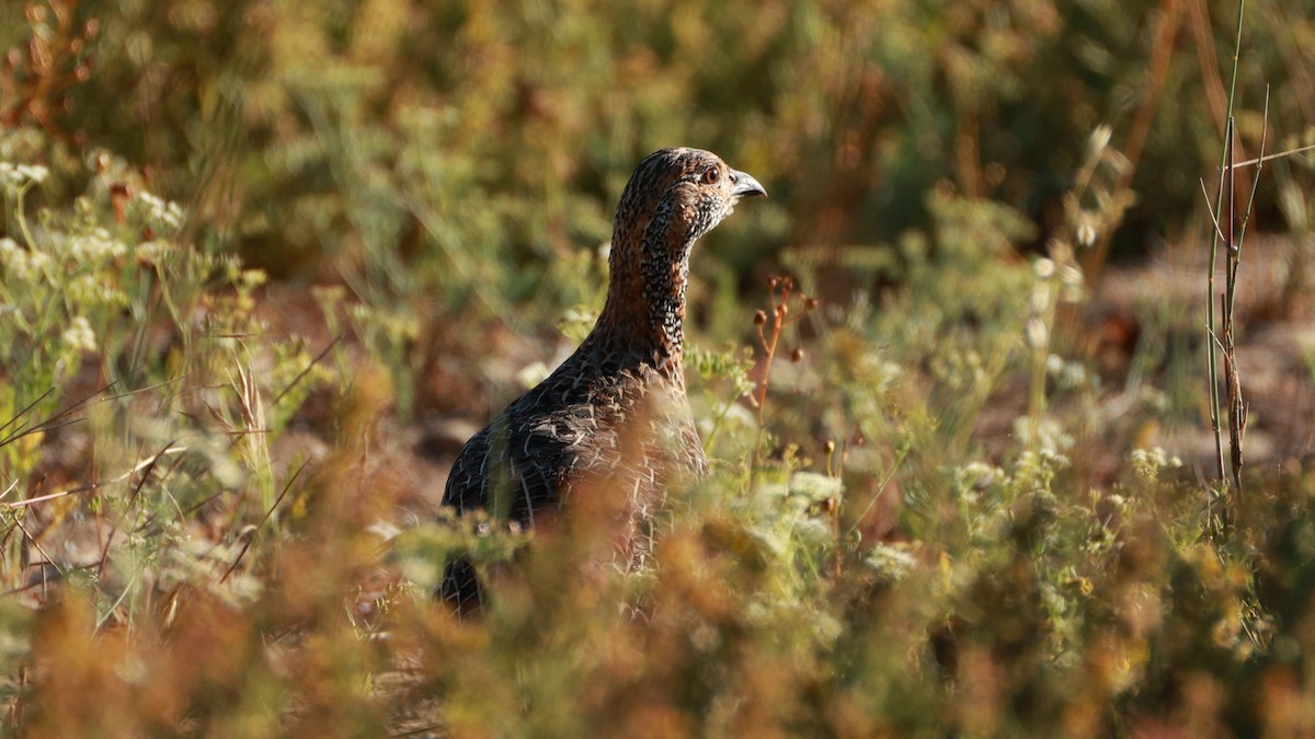 Gray-winged Francolin - ML646434985
