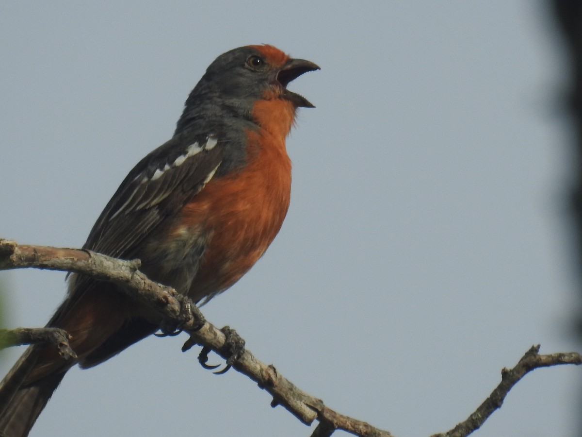 White-tipped Plantcutter - ML646434986