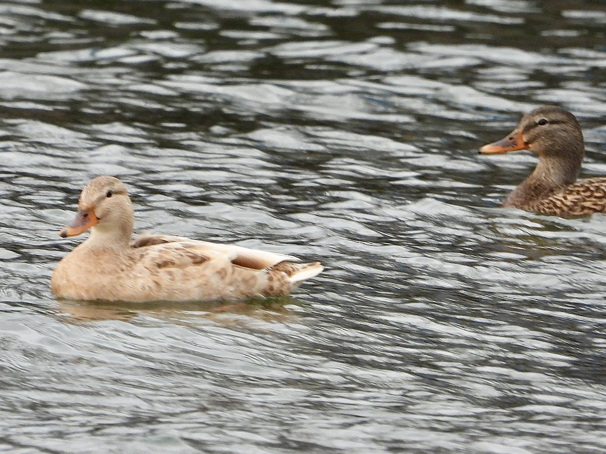 Germano reale - ML646434988