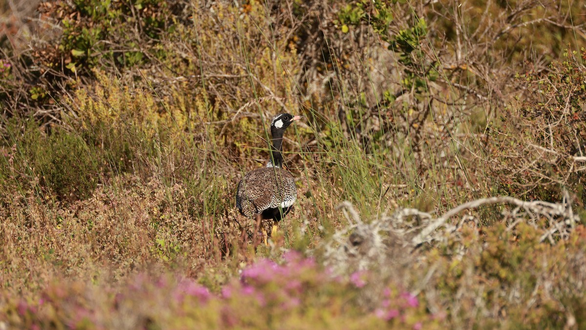 Black Bustard - ML646434989