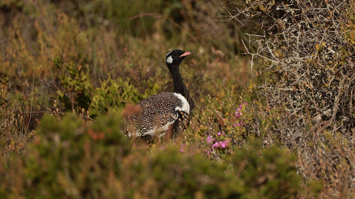 Black Bustard - ML646434994