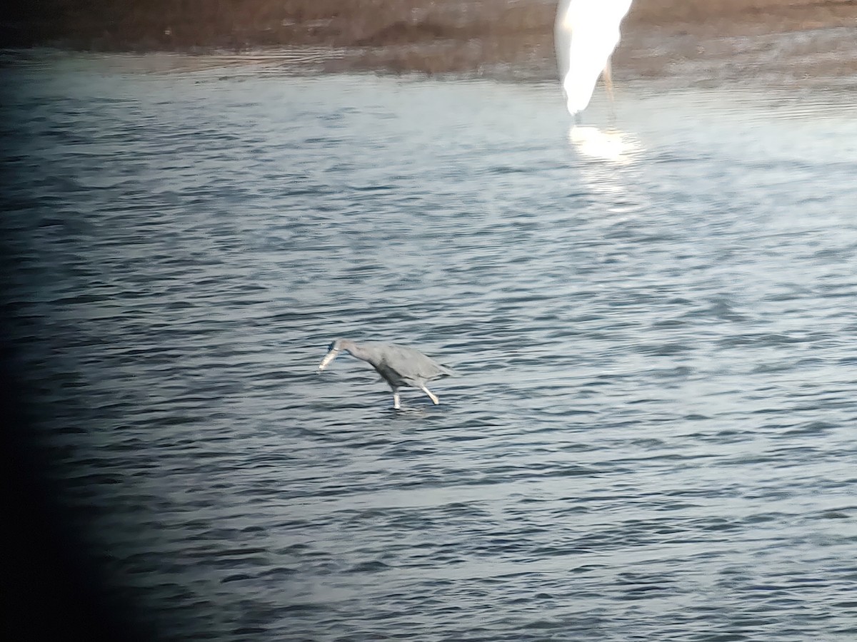 Little Blue Heron - ML646434997