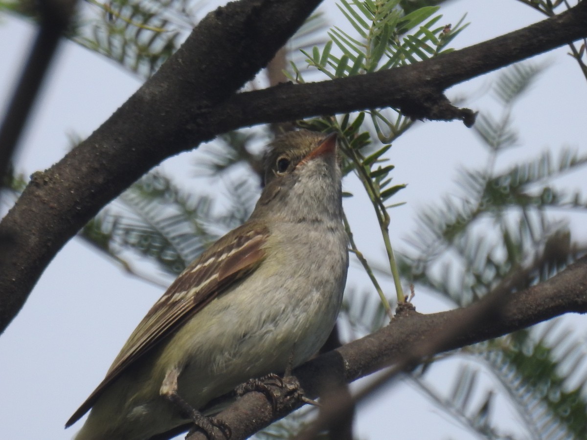 Small-billed Elaenia - ML646434998