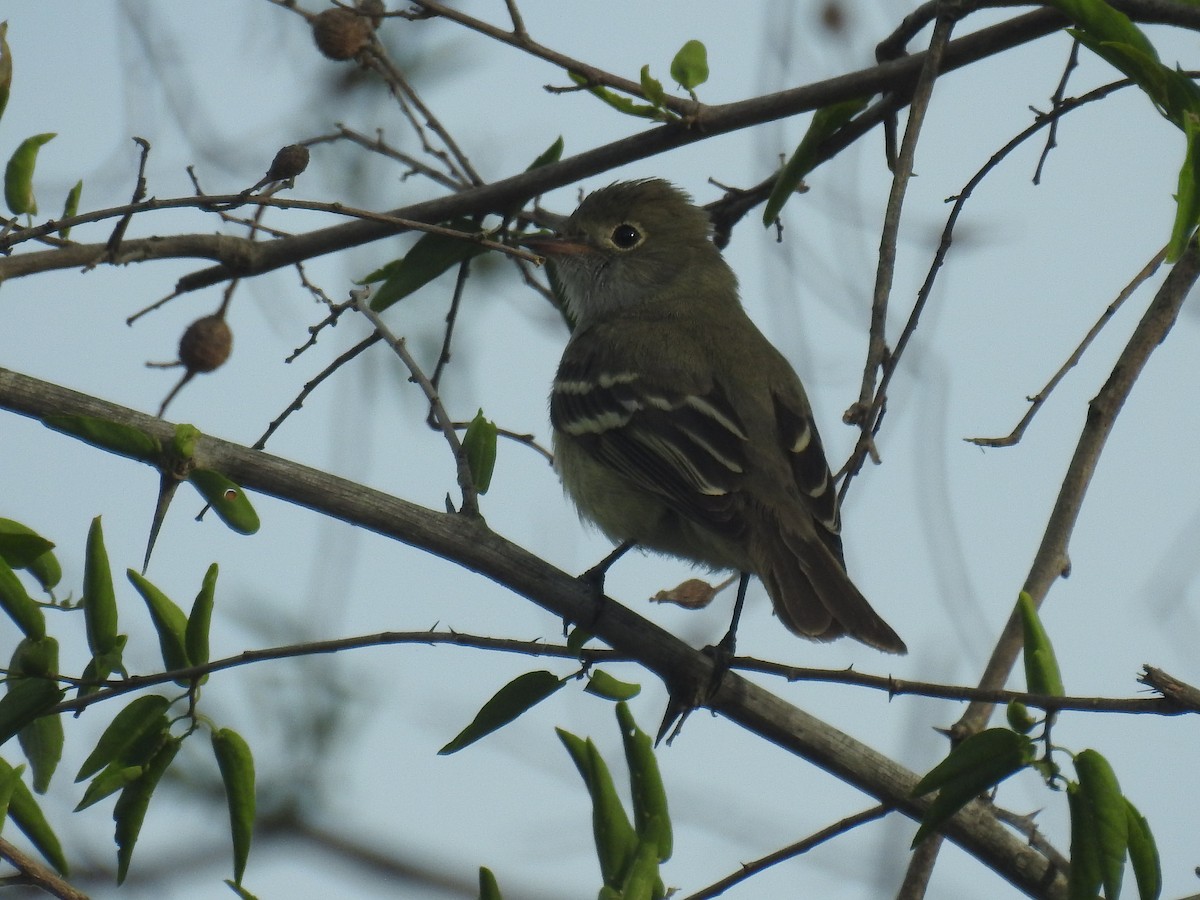 Small-billed Elaenia - ML646434999