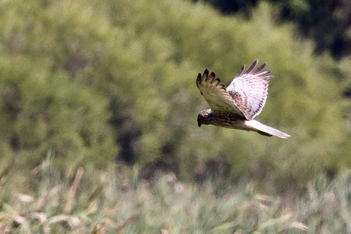 Swamp Harrier - ML646435005