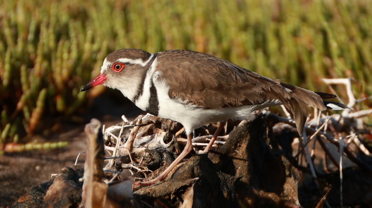 Three-banded Plover - ML646435007