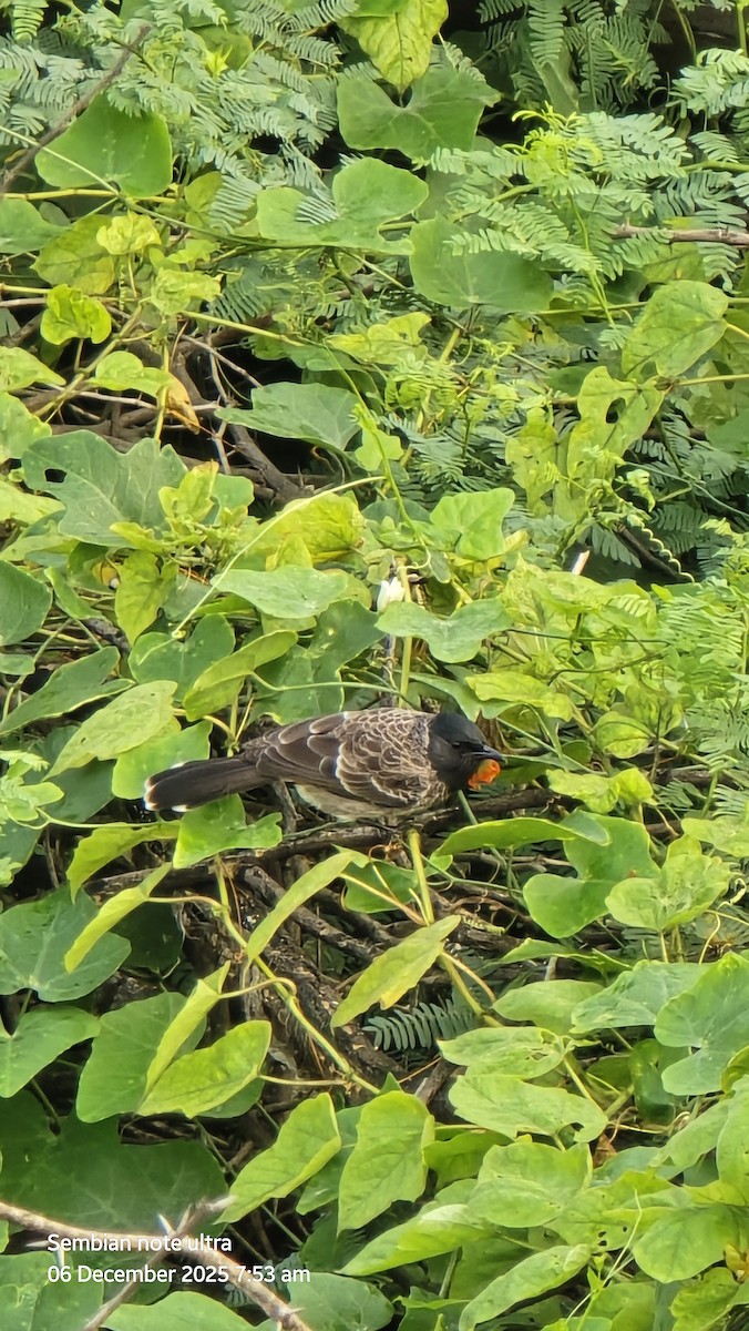 Red-vented Bulbul - ML646435008