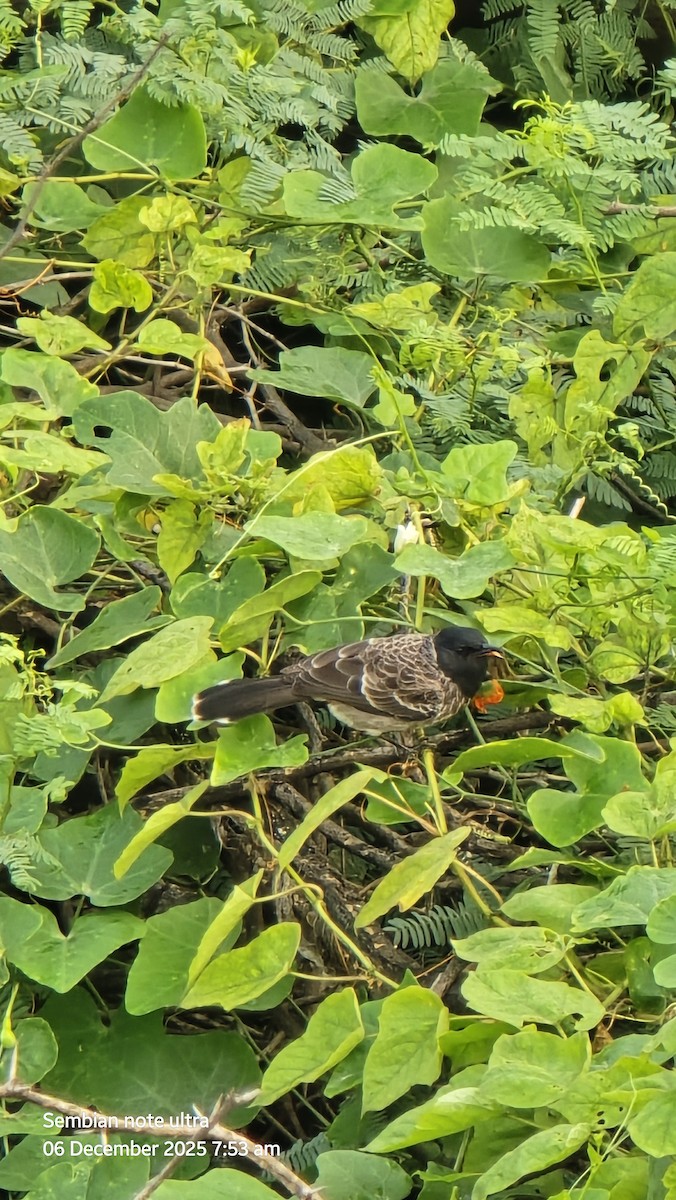 Red-vented Bulbul - ML646435009