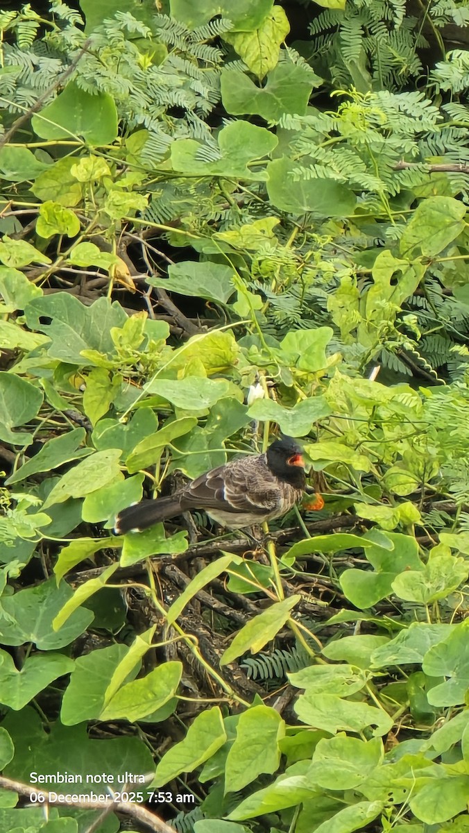 Red-vented Bulbul - ML646435010
