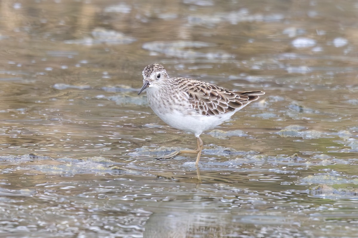 Long-toed Stint - ML646435012