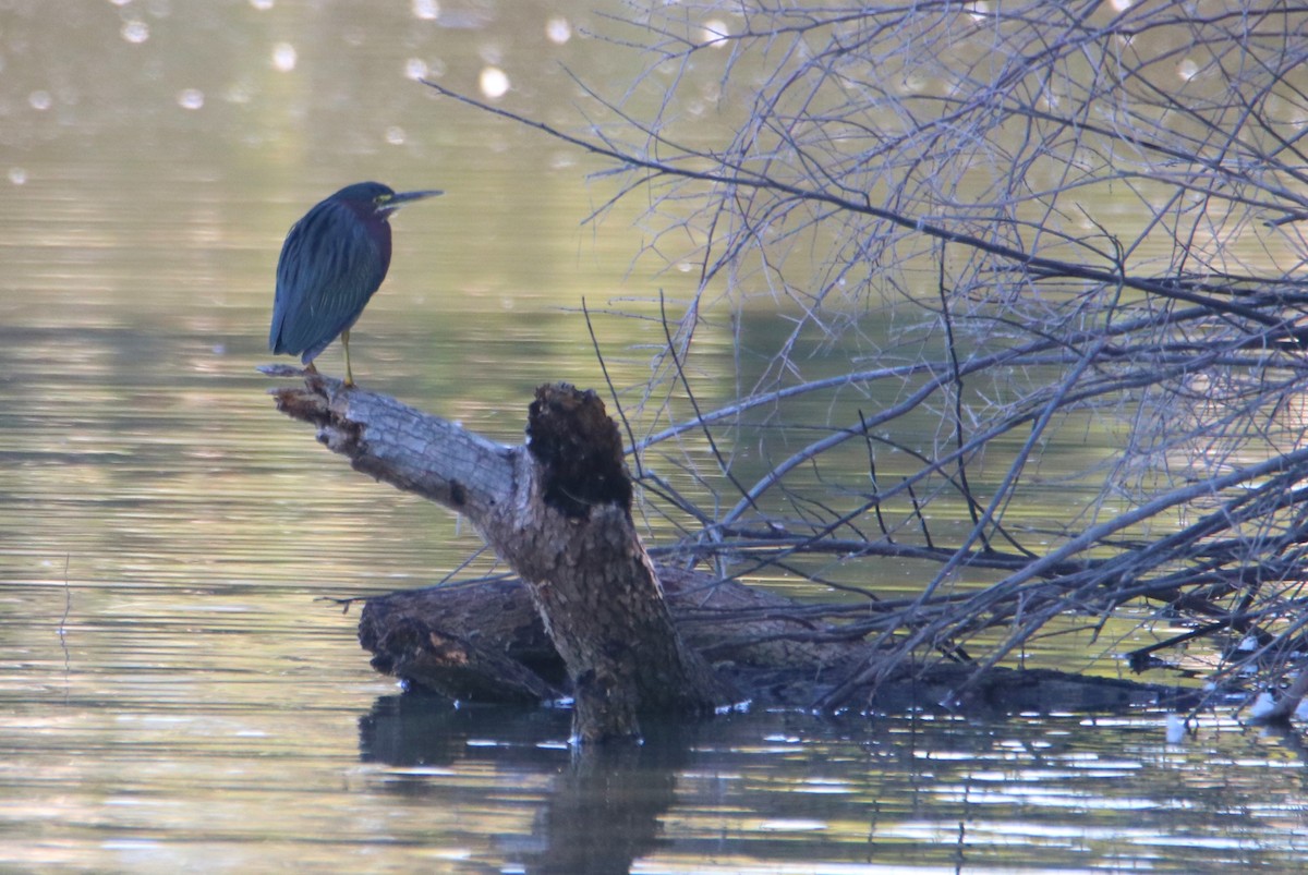 Green Heron - ML646435013
