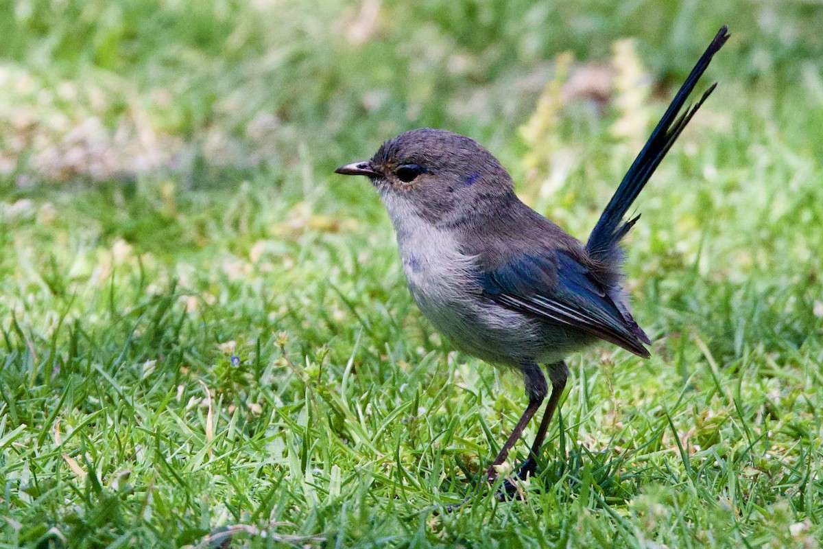 Splendid Fairywren - ML646435014