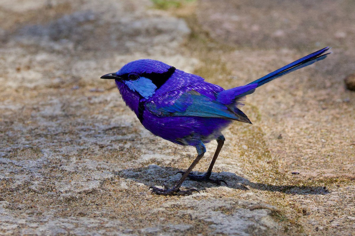 Splendid Fairywren - ML646435015