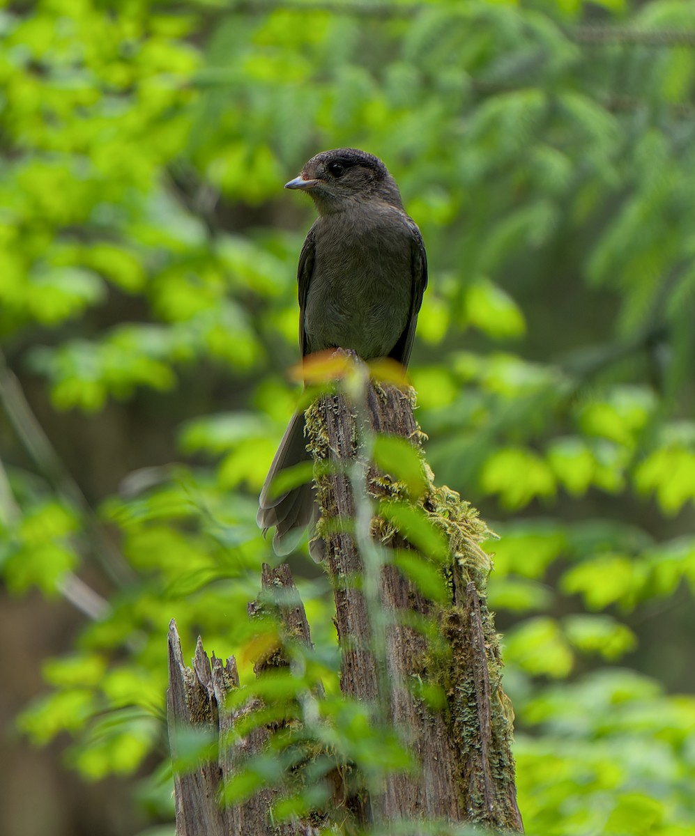 Canada Jay (Pacific) - ML646435016