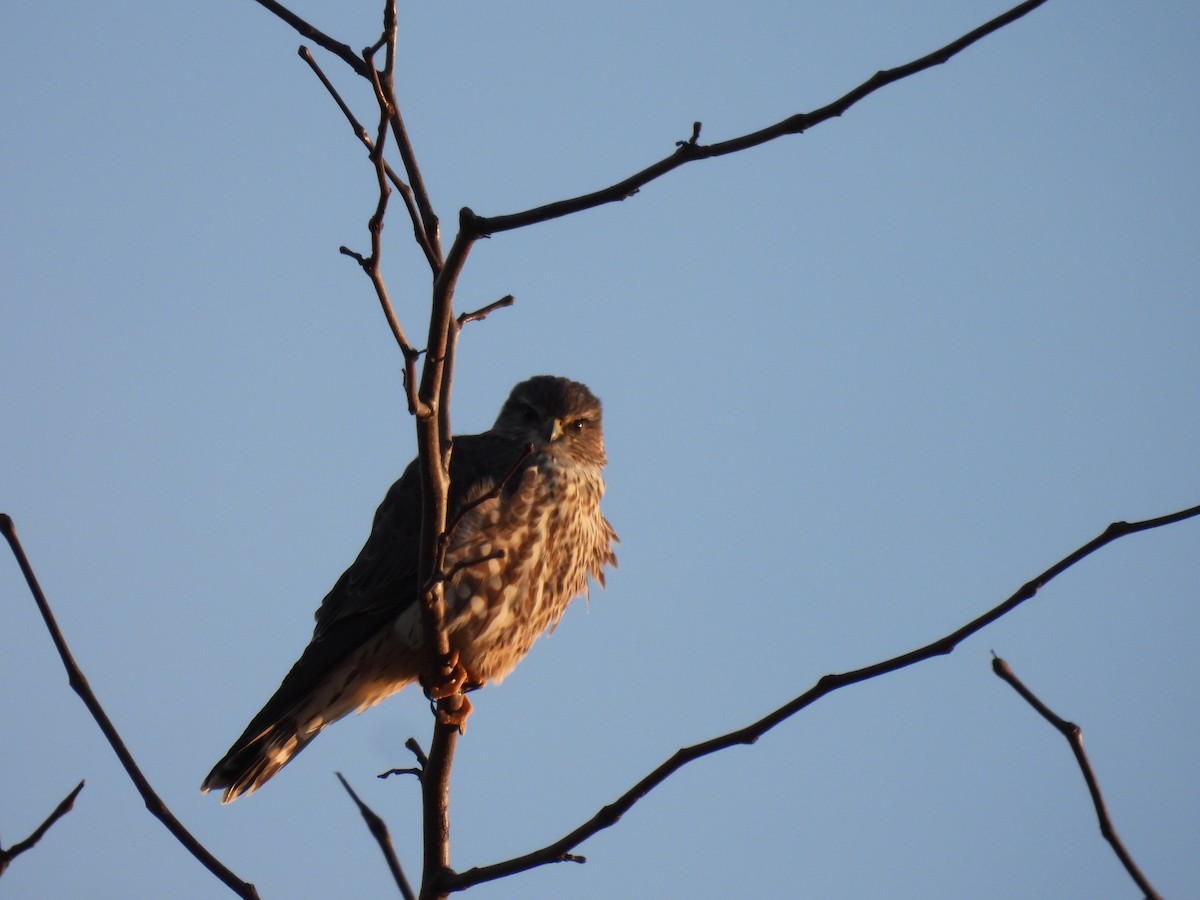 灰背隼 - ML646435017